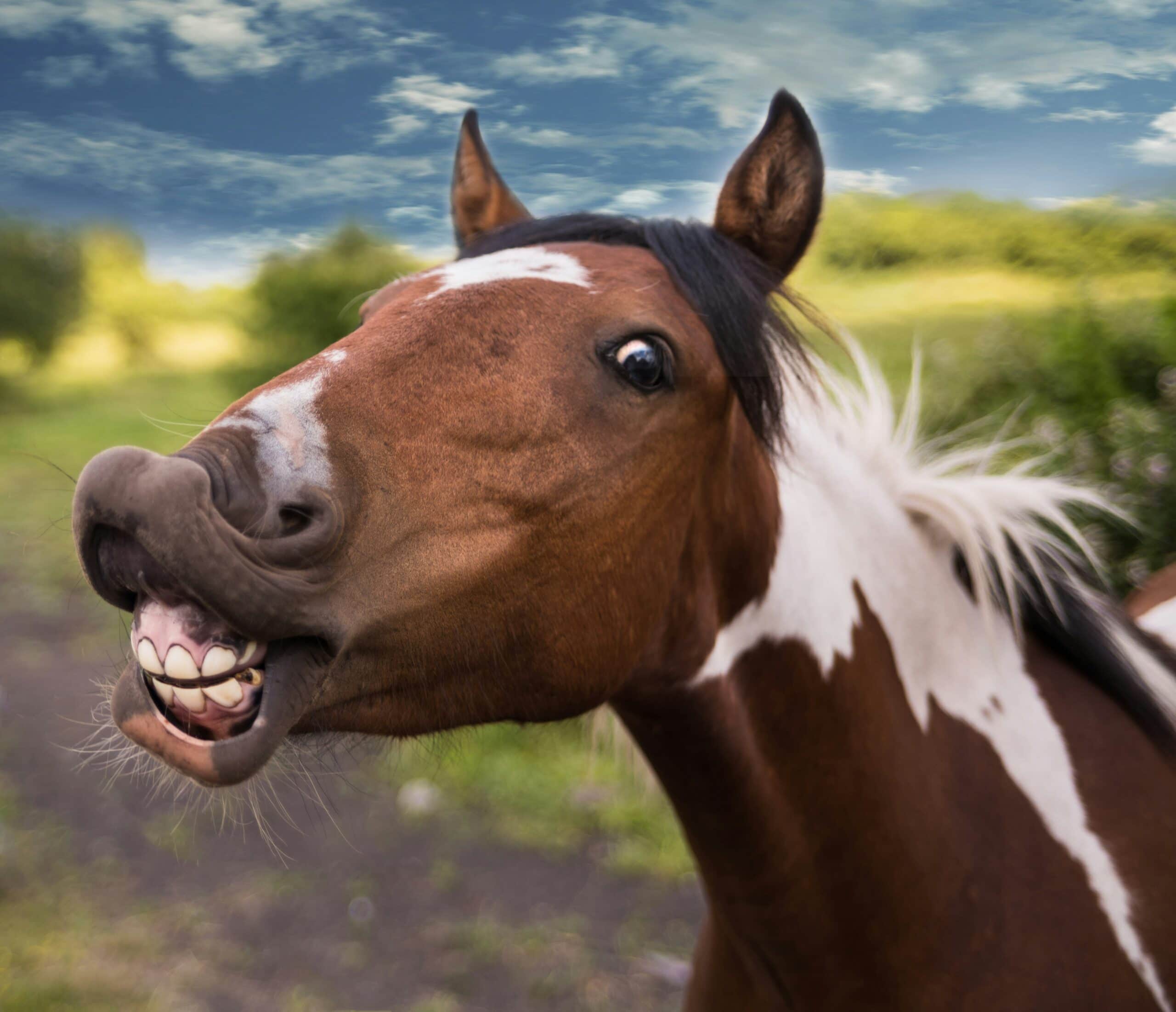 Equinos
